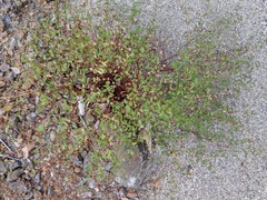 Euphorbia cerralvensis