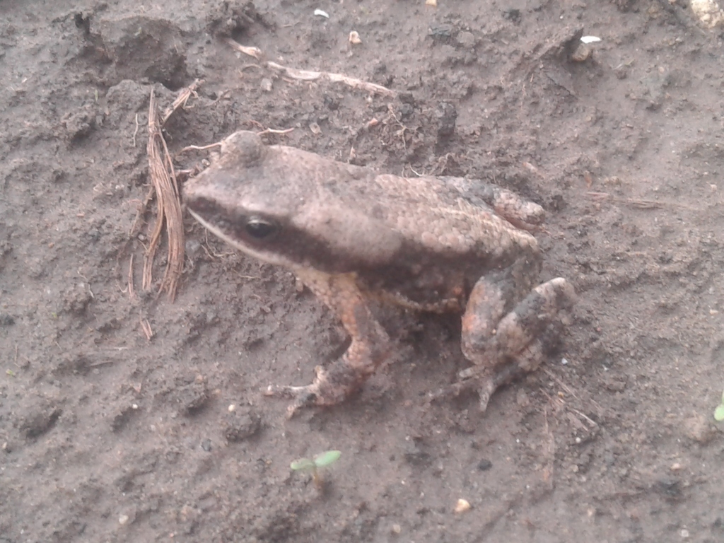 Chirinda Toad