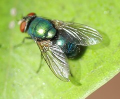 Lucilia eximia