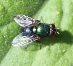 Lucilia eximia
