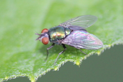 Lucilia illustris