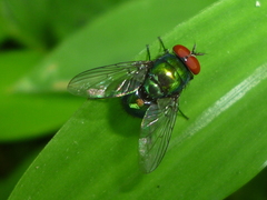 Lucilia illustris