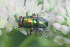 Lucilia illustris