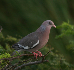 Patagioenas corensis