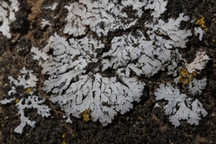 Physconia isidiigera