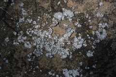 Physconia isidiigera