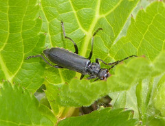 Cantharis tristis