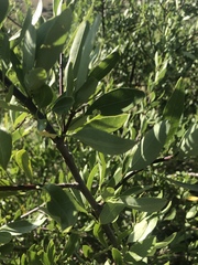 Heteromorpha arborescens arborescens