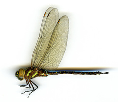 Rhionaeschna psilus