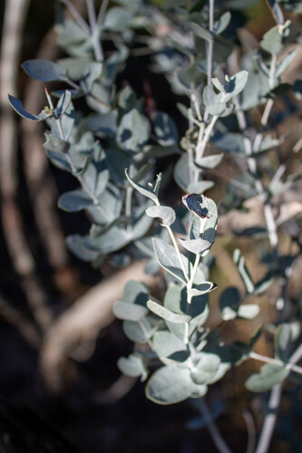 Eucalyptus efflorescens 3