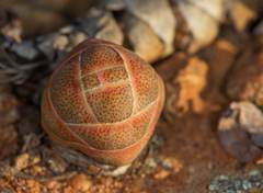 Crassula barklyi