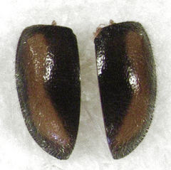 Scymnus blackburni