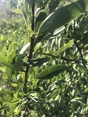 Heteromorpha arborescens arborescens