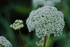Conioselinum gmelinii