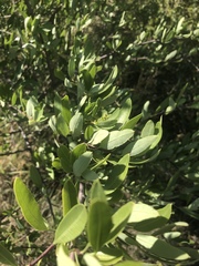 Heteromorpha arborescens arborescens