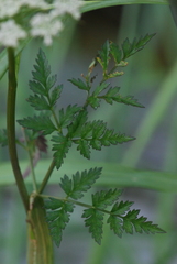Conioselinum gmelinii