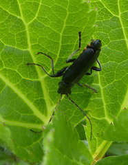 Cantharis tristis