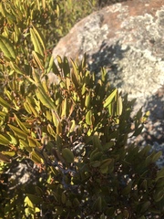 Rhoicissus microphylla