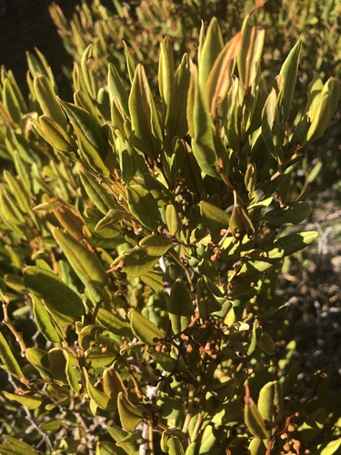 Small-leaf Grape (Rhoicissus microphylla)