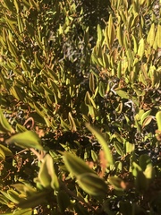Rhoicissus microphylla