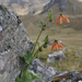 Nasa ranunculifolia cymbopetala - Photo (c) Lada Malek,  זכויות יוצרים חלקיות (CC BY-NC), הועלה על ידי Lada Malek