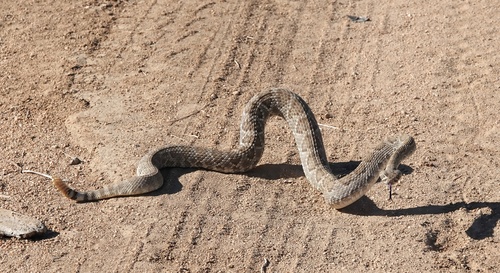 Mojave Rattlesnake (Crotalus scutulatus), a species recorded in Nevada