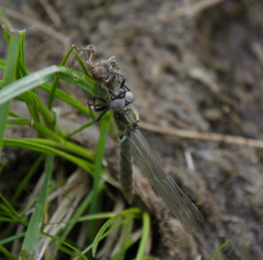 Somatochlora alpestris