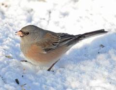 Junco hyemalis mearnsi