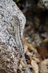 Sceloporus grandaevus