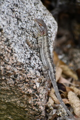 Sceloporus grandaevus