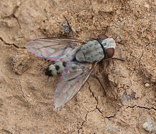 Taxigramma hilarella