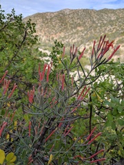 Psittacanthus sonorae