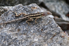 Sceloporus grandaevus