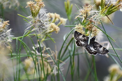 Chiomara georgina pelagica