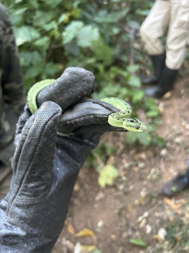 Great Lakes Bush Viper