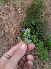 Salvia similis