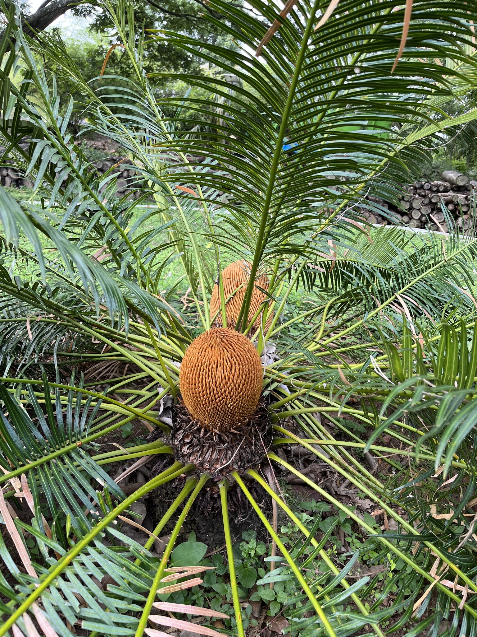 Imagem de Sagu-de-jardim
