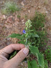 Salvia similis