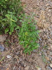 Salvia similis