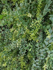 Stegnosperma halimifolium