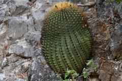 Ferocactus diguetii