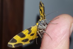 Pantherodes pardalaria