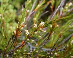 Dracophyllum pronum