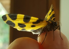 Pantherodes pardalaria