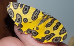 Pantherodes pardalaria