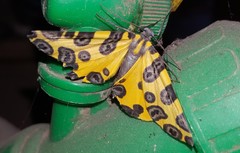 Pantherodes pardalaria