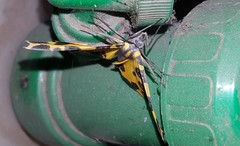 Pantherodes pardalaria