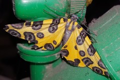 Pantherodes pardalaria