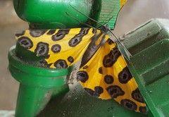 Pantherodes pardalaria