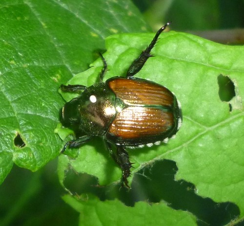 Winsome Fly photo 5